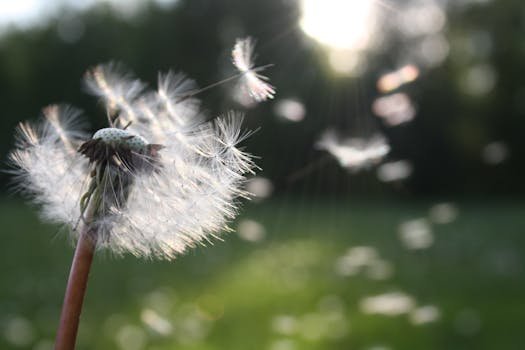 Close-up of dandelion seeds dispersing in the wind, symbolizing freedom and growth.